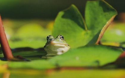 葉っぱとカエル