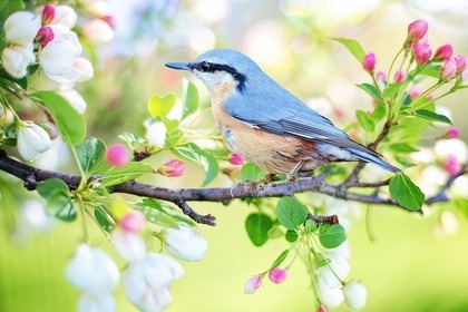 花鳥風月