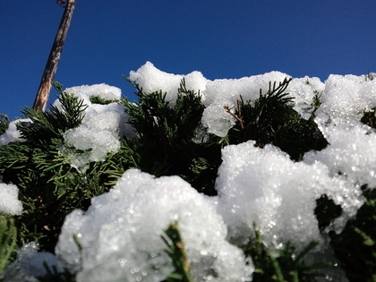 松に積もる雪