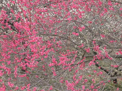 梅の花の木