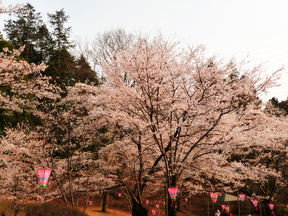 お祭りの桜