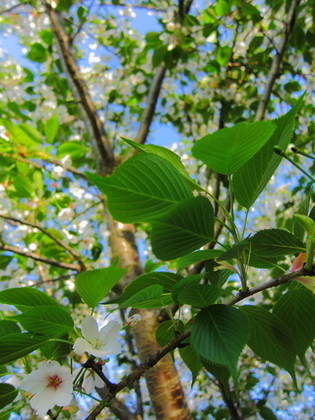 葉桜の写真