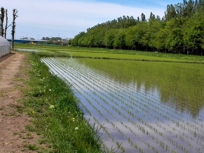 田植えの風景