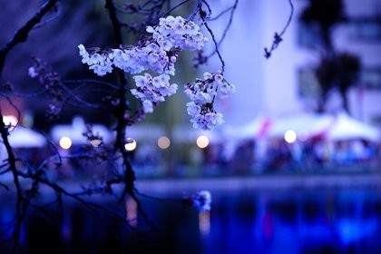 夜桜