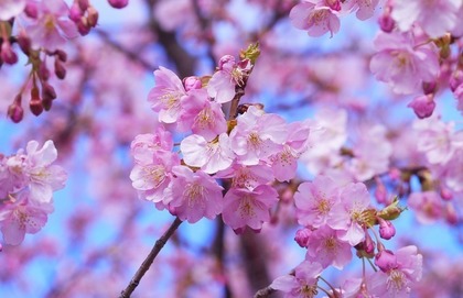 美しい桜