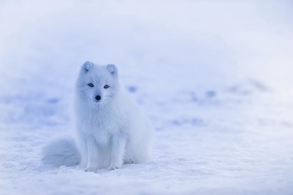 動物と雪