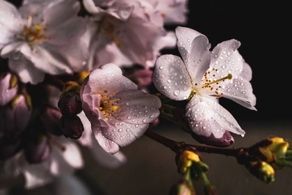 桜の花