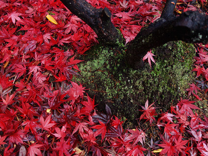 赤紅葉