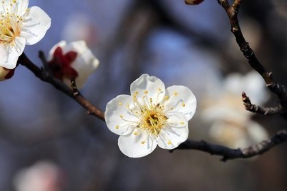 梅の花