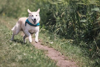 犬