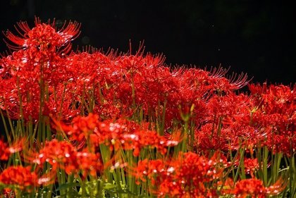 たくさんの彼岸花