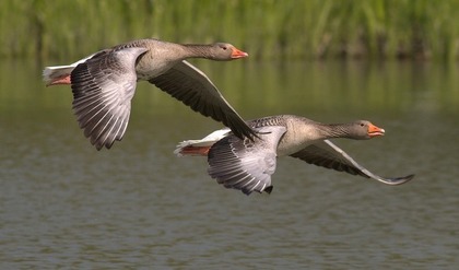 飛ぶ鳥