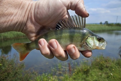 釣った淡水魚