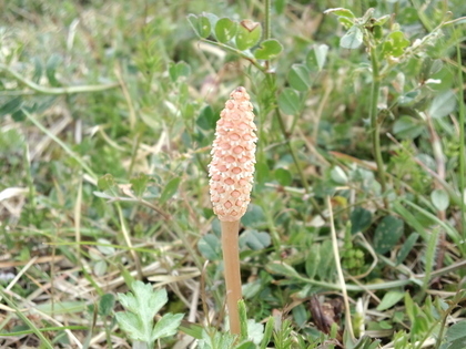 野生のつくし