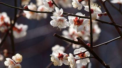 梅の花