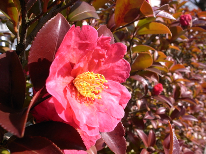 大きな椿の花