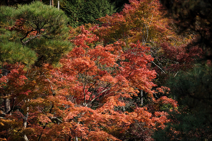 真っ赤な紅葉