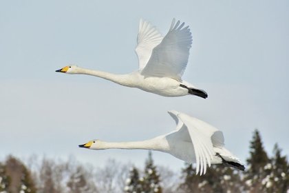 飛ぶ白鳥