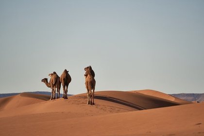 歩くラクダ