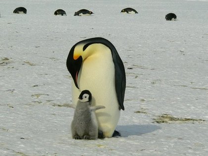 ペンギンの親子