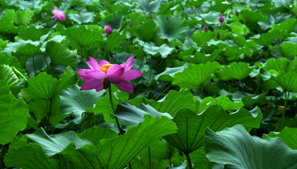 ハスの花