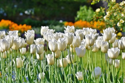 花畑に咲く白のチューリップ