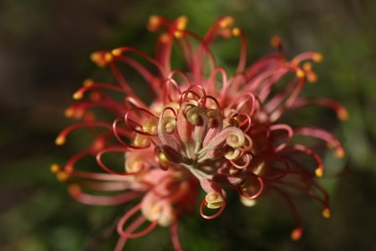 ピンクのネリネの花