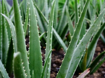 植物のアロエ