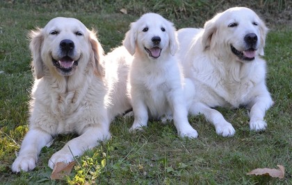 3匹の犬