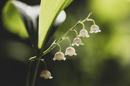 スズランの花