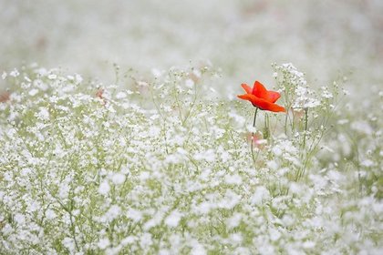 群生するカスミソウの花