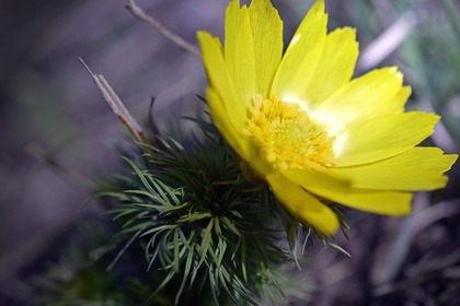 フクジュソウの花