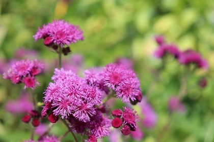 アゲラタムの花