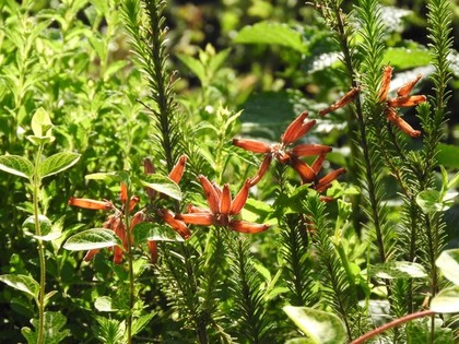 赤いエリカの花