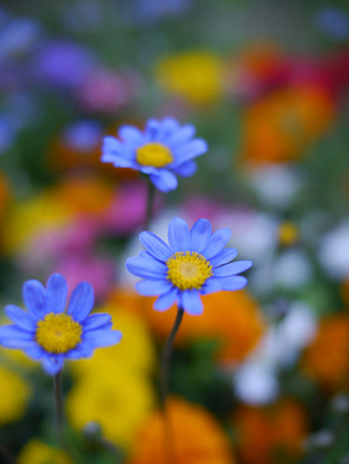 ブルーデイジーの花