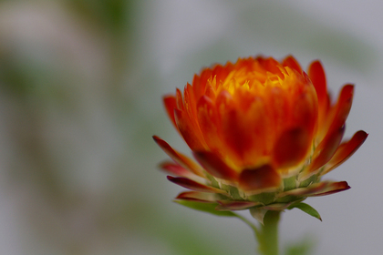 ヘリクリサムの花