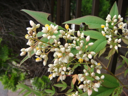 ナンテンの花