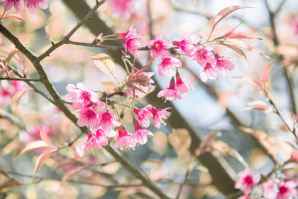 ピンクの花