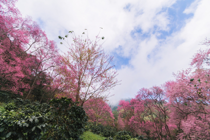 桜の咲く季節