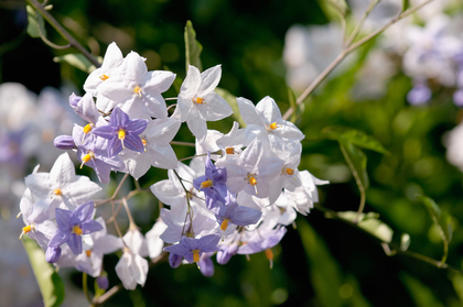 白と紫の花