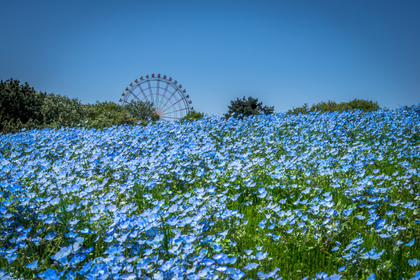 花畑