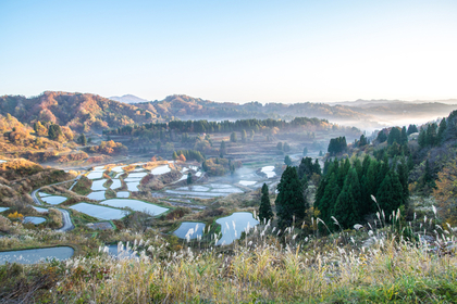 沢山の水田