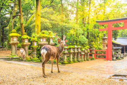 神社にいるシカ