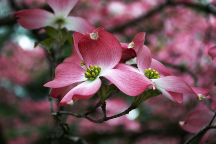 ピンクの花